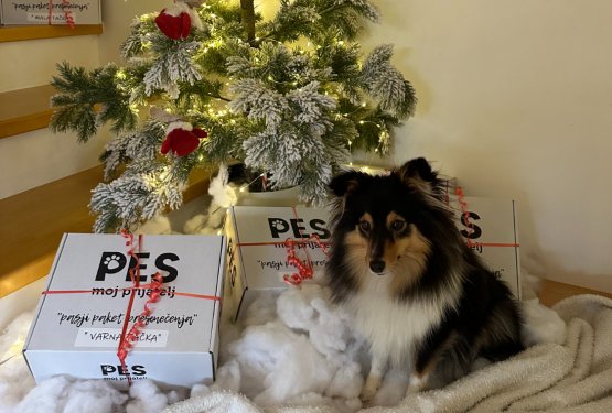 Obdarovanje hi&scaron;nih ljubljenčkov - naj tudi oni začutijo praznično čarobnost!