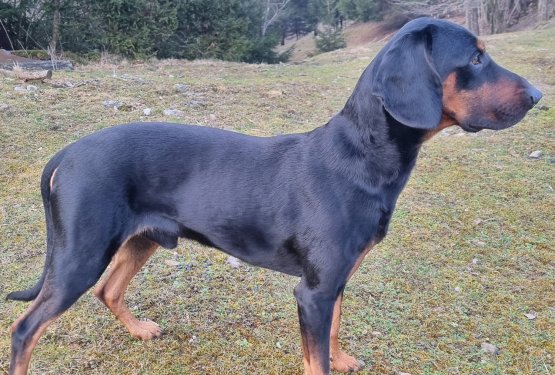 Bo Slovenija kmalu bogatej&scaron;a za dve novi avtohtoni pasmi psov?