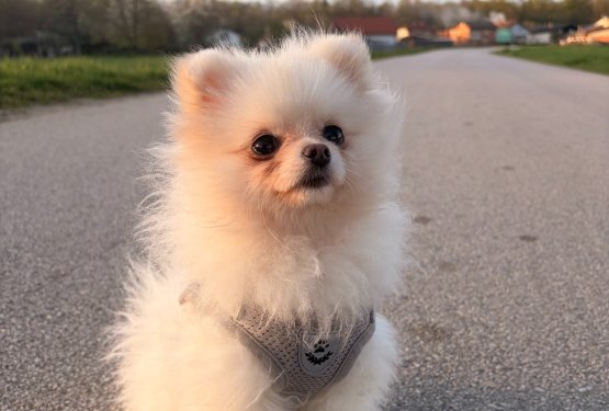 Faca meseca maja je postala prikupna Bella
