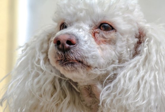 Zakaj imajo beli psi rjave madeže pod očmi?