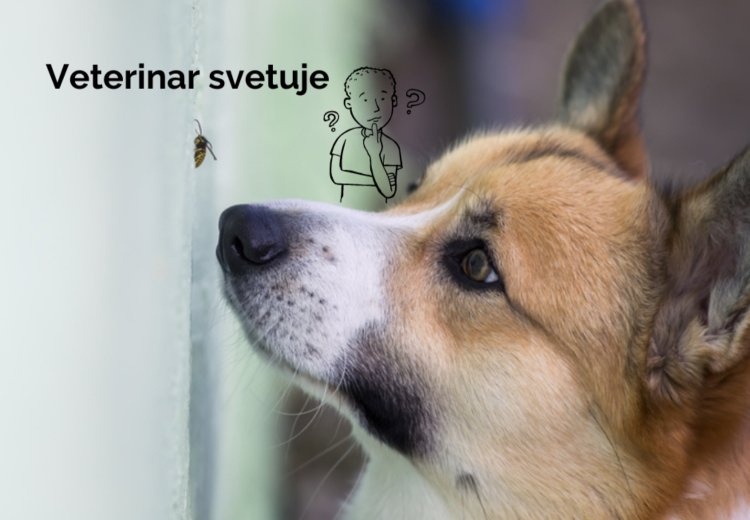 Veterinar svetuje: Kako ukrepati, če psa piči osa?