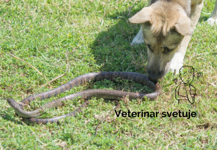 Kaj narediti, če psa ugrizne kača? Kako odreagirati?