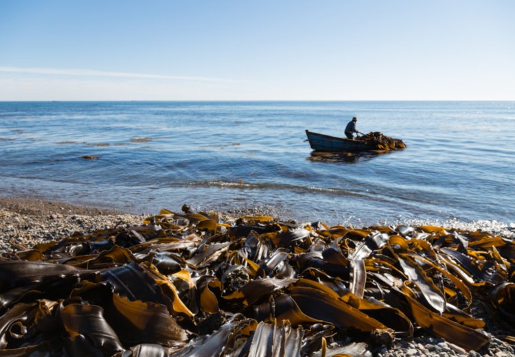 Morske alge v pasji prehrani: naravni dodatek z zanimivimi lastnostmi
