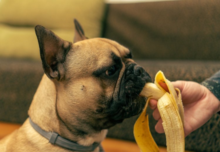 Ali psi lahko jedo banane?