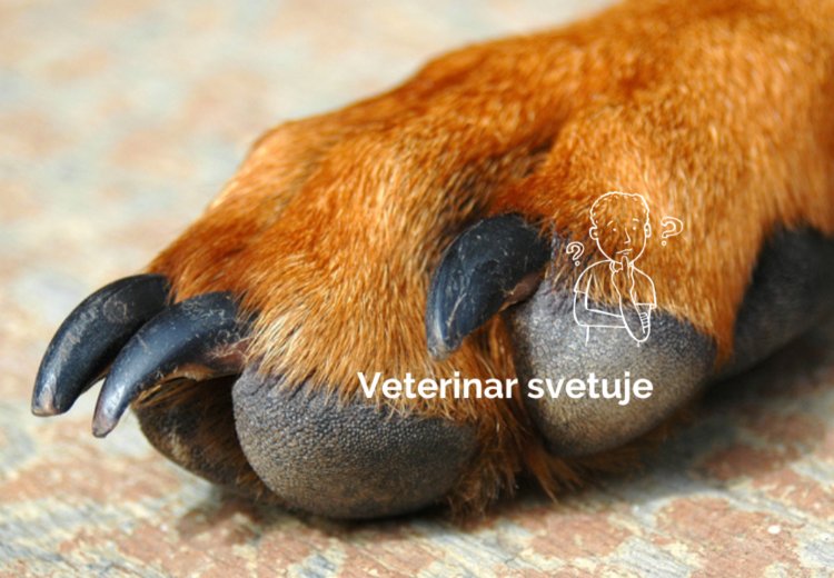 Striženje krempljev pri psu