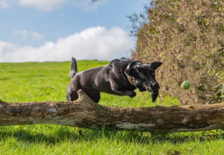 Se psi zavedajo svojega telesa? 