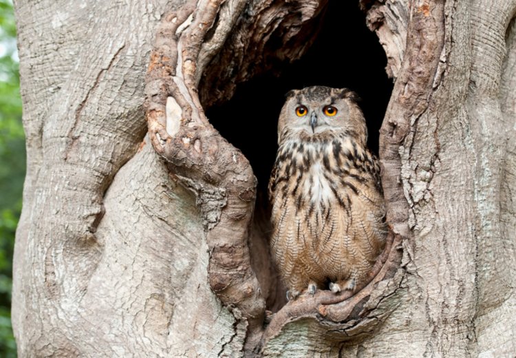 Veteranska drevesa so dragocena drevesa