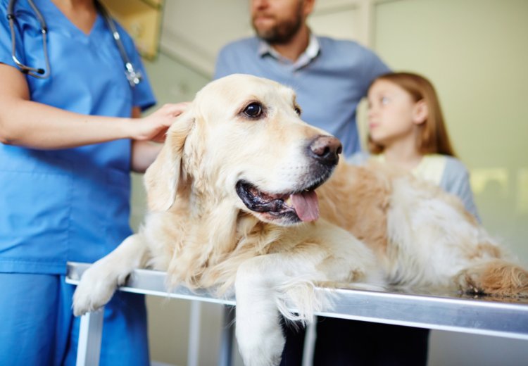 Ko pes ali mačka nujno potrebujeta veterinarja ponoči: Slovenija pripravlja nov sistem dežurstva