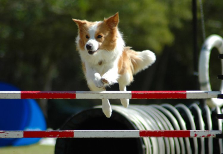 Proteinski dodatki za pse: korist ali nepotreben trend?