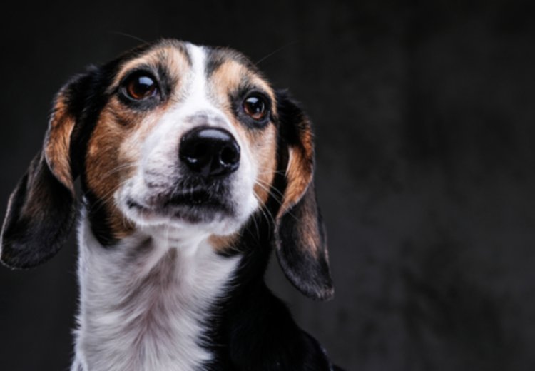 Ko laboratorijska vrata končno popustijo: pomemben premik za beagle in druge pse