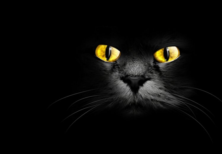 Noč črnih mačk: čarobni dan, ki razbija mite in spreminja življenja