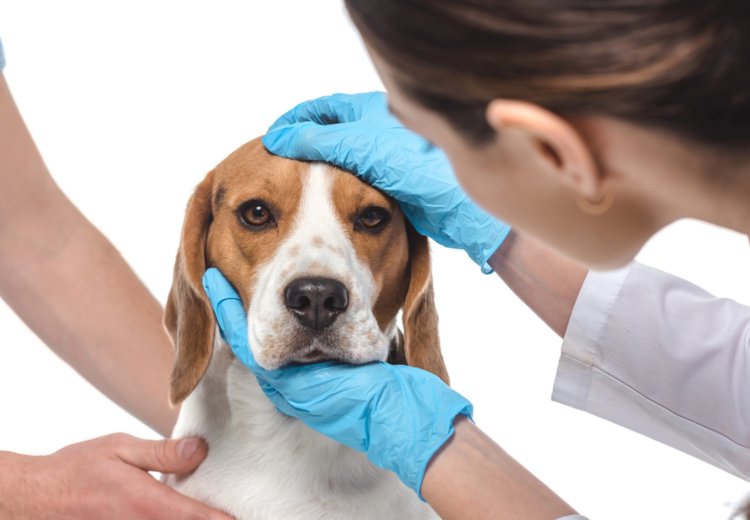 Veterinarska dežurstva: so jih res ukinili? Kaj se je v resnici spremenilo