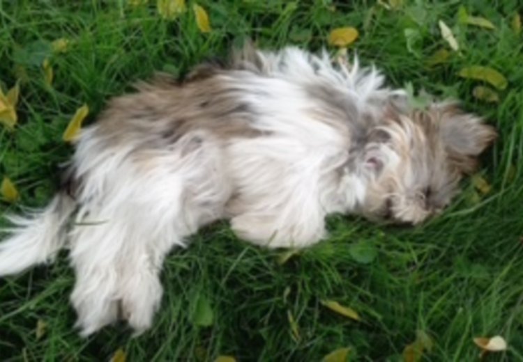 Tragedija v Kranju: Mala Sia izgubila življenje zaradi nevarne jeklene ovire