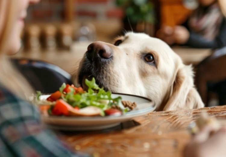 Hranite psa pravilno? Najpogostej&scaron;e napake, ki jih dela večina skrbnikov