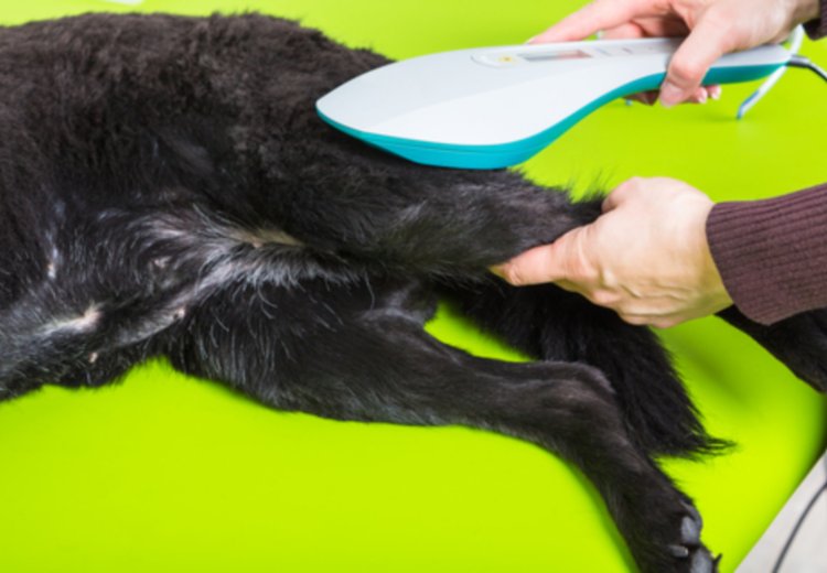 Laserska terapija za pse &ndash; sodobna pomoč pri zdravljenju in rehabilitaciji