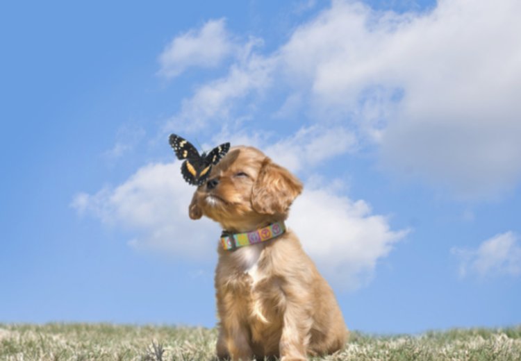 3 napake pri izbiri mladička