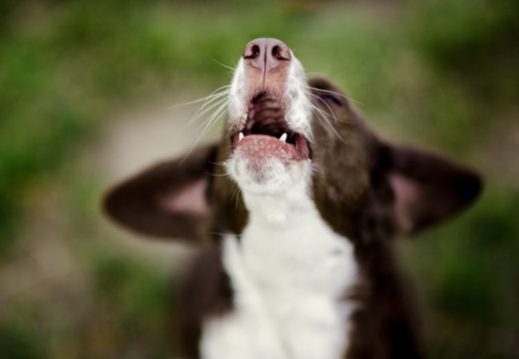 Kako umiriti psa, ko ima psička v bližini gonitev?