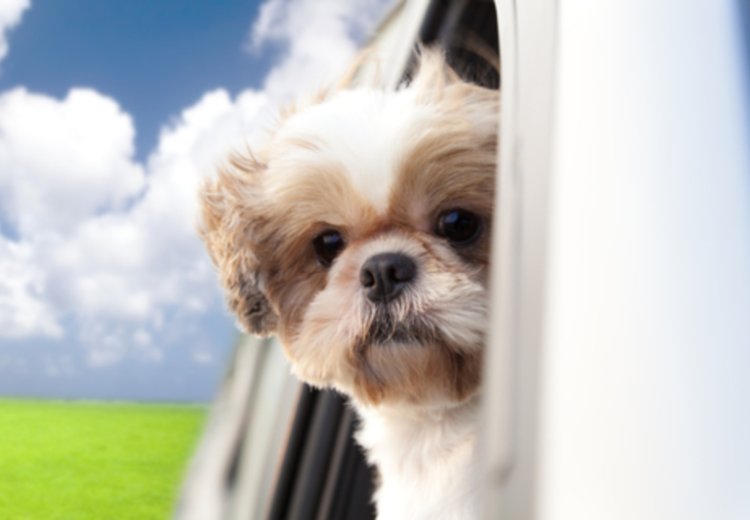 Na pot s psom brez skrbi: kaj ne sme manjkati v va&scaron;i torbi?