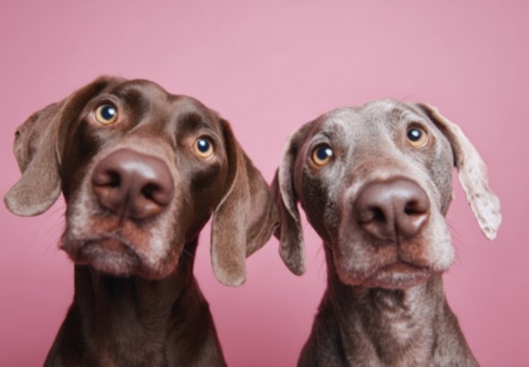 5 največjih napak, ki jih skrbniki delamo iz dobrih namenov