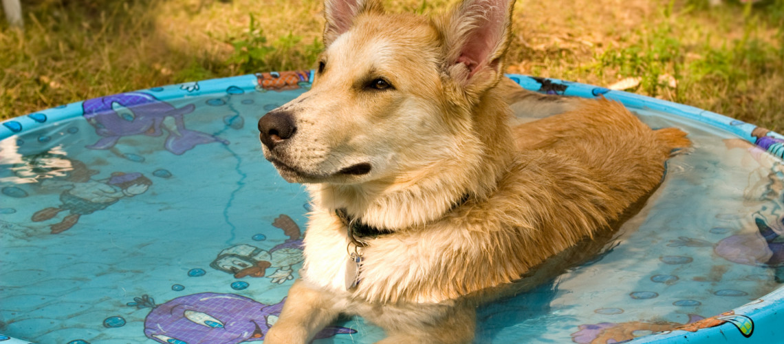 Znate zaščititi psa pred poletno vročino?