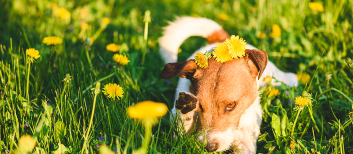 Ko pomlad prinese srbenje: kako prepoznati alergije pri psu