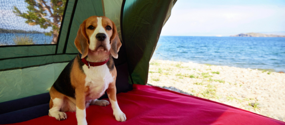 Kampi, kjer boste dobrodo&scaron;li s psi