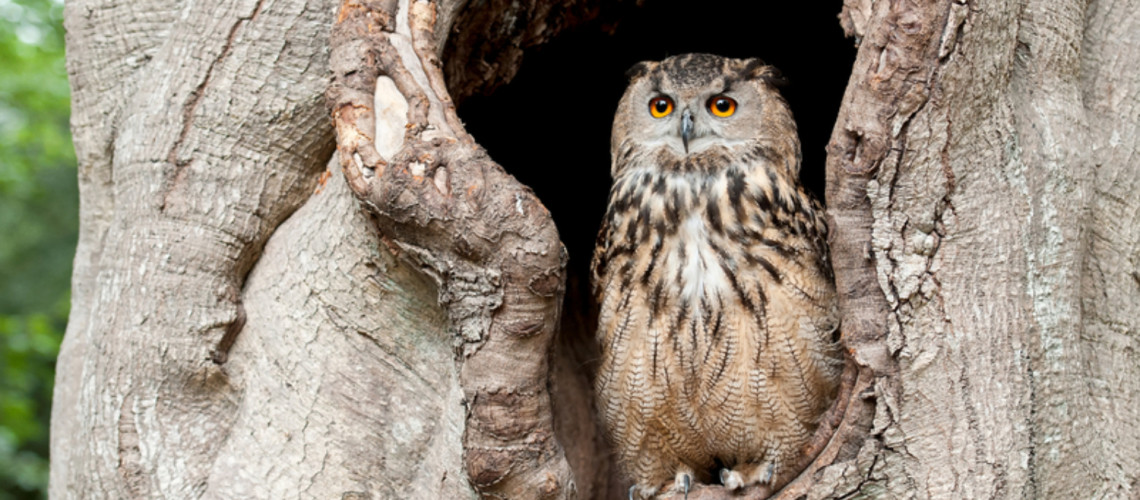 Veteranska drevesa so dragocena drevesa