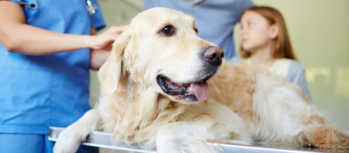 Ko pes ali mačka nujno potrebujeta veterinarja ponoči: Slovenija pripravlja nov sistem dežurstva
