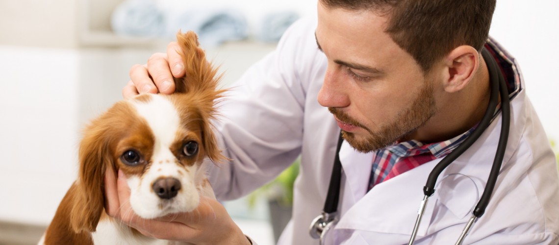 Kontakti veterinarskih ambulant v Sloveniji