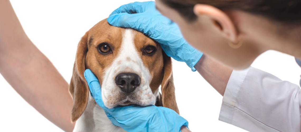 Veterinarska dežurstva: so jih res ukinili? Kaj se je v resnici spremenilo