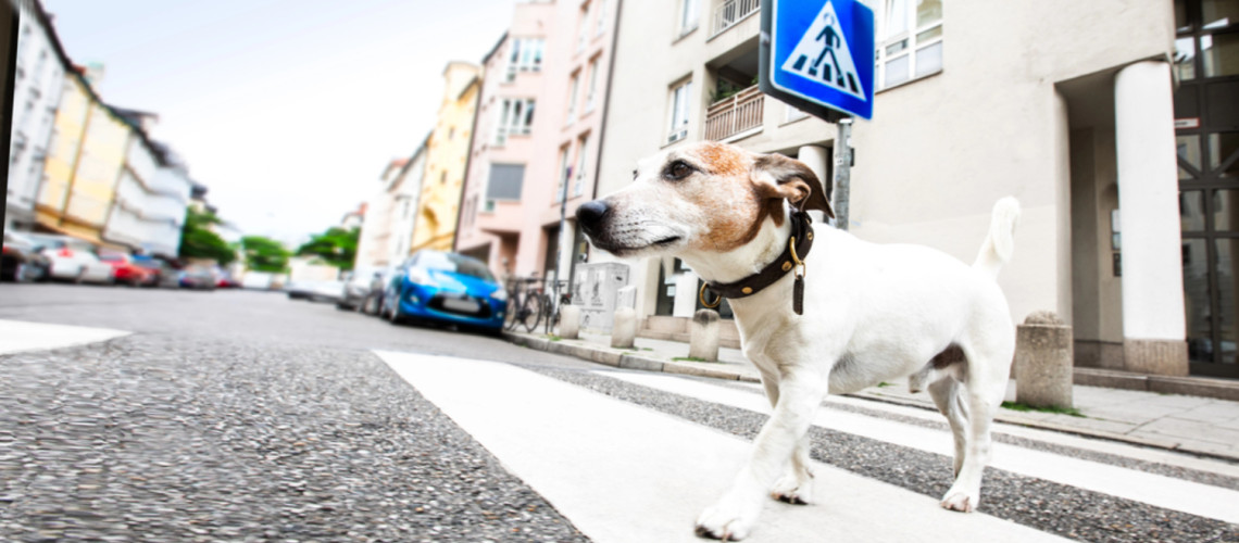 Obljubili so, da bodo psa odpeljali k veterinarju. Potem so izginili