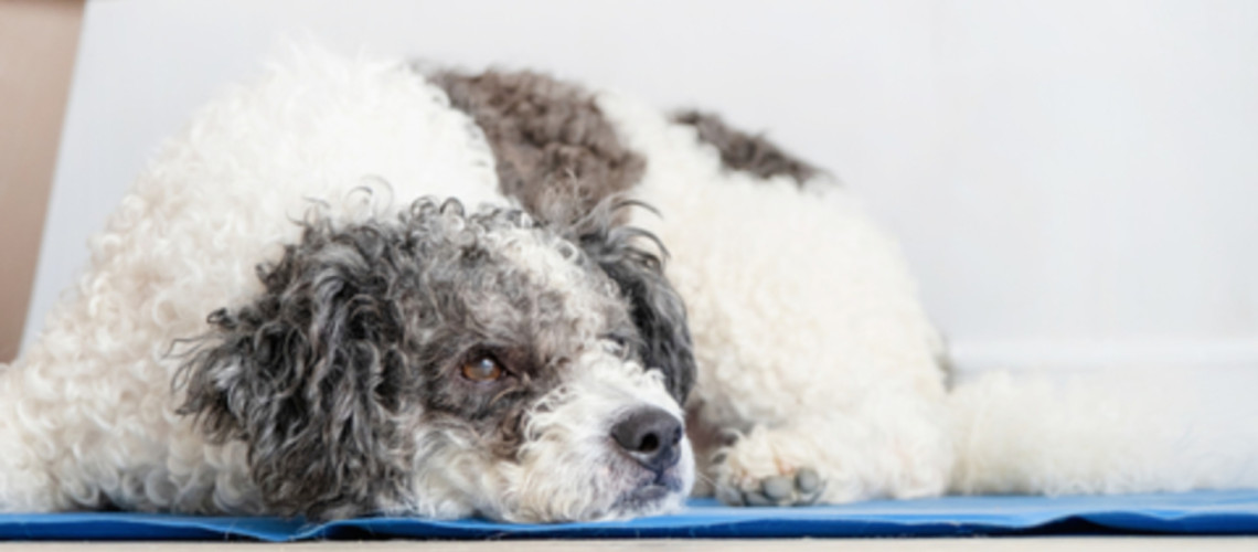 Vročina ga lahko izčrpa: kako izbrati pravo hladilno blazino za svojega psa