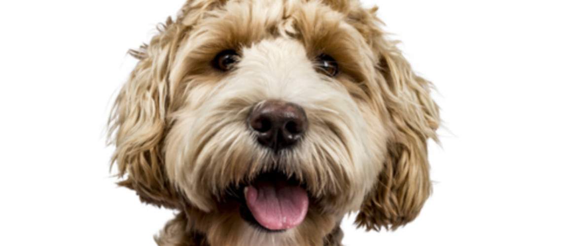 Labradoodle: pes, ki ni nastal zaradi mode, ampak zaradi potrebe