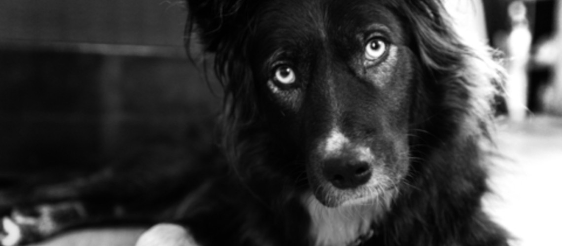 3 miti o psih, ki &scaron;e vedno krožijo - pa ne držijo