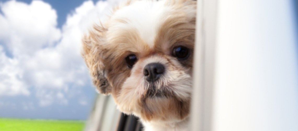 Na pot s psom brez skrbi: kaj ne sme manjkati v va&scaron;i torbi?