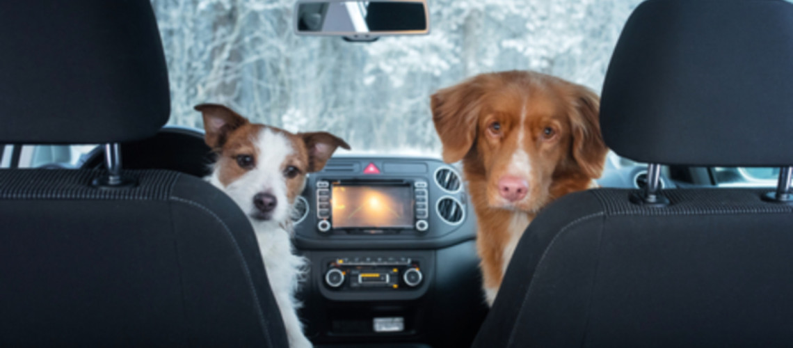 Zakaj nekateri psi obožujejo vožnjo z avtom