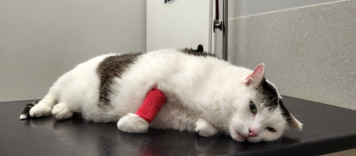 Rosi je postala simbol: zgodba, ki je pretresla Italijo