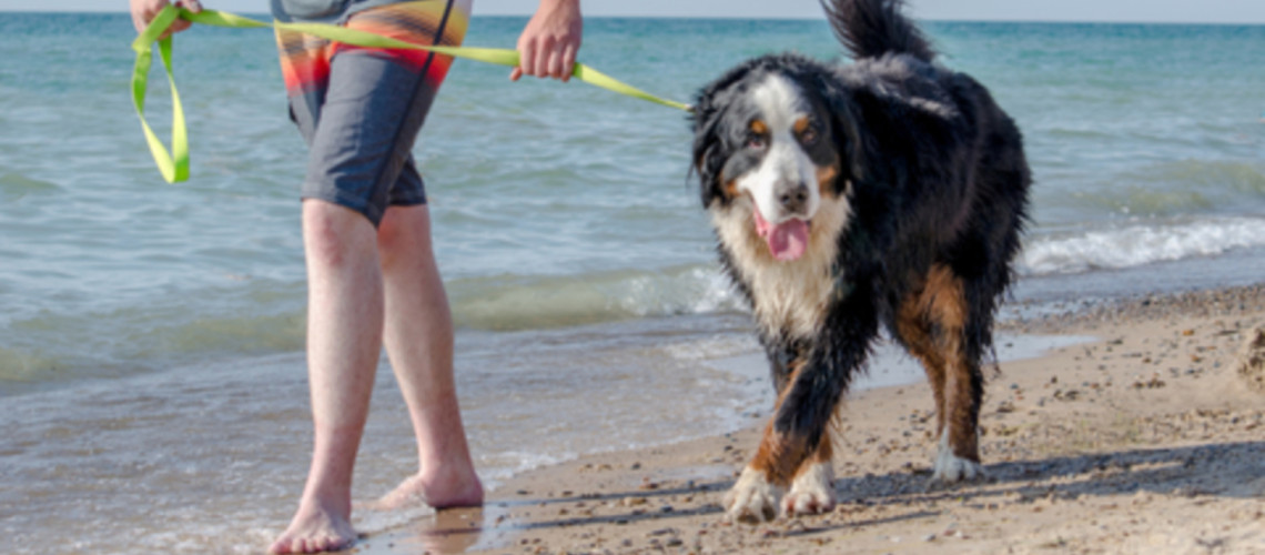 Tragičen dogodek: ko spor med psi pripelje do nepopravljivih posledic