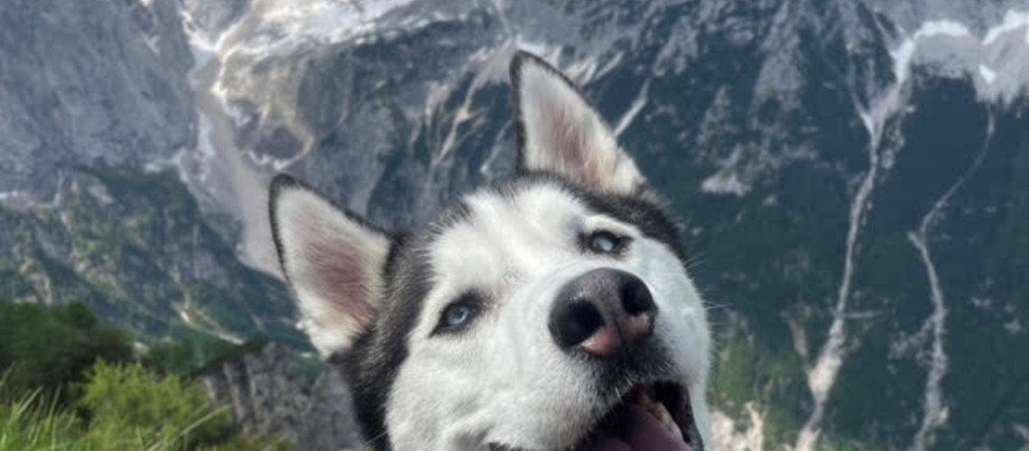 Faca meseca oktobra je postal simpatični Blu