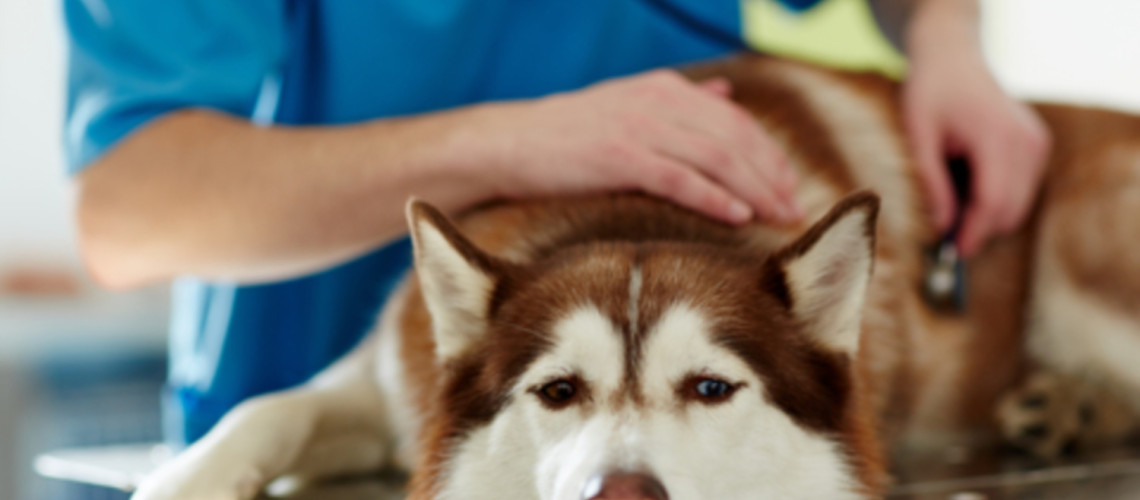 Konec 24-urnih dežurstev veterinarjev? Kaj to pomeni za na&scaron;e pse, mačke in druge živali