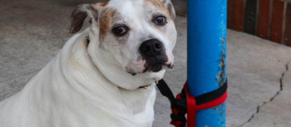 Ko ljudje bežijo, živali ostanejo: žalostna zgodba zapu&scaron;čenih hi&scaron;nih ljubljenčkov v Dubaju