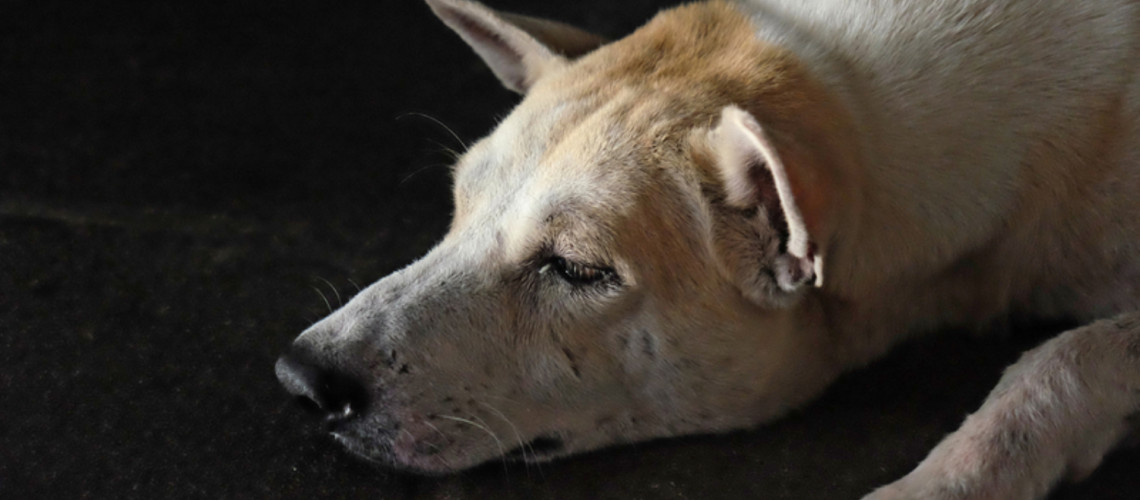 Pozor: Antifriz &ndash; Nevidna grožnja za va&scaron;ega psa!