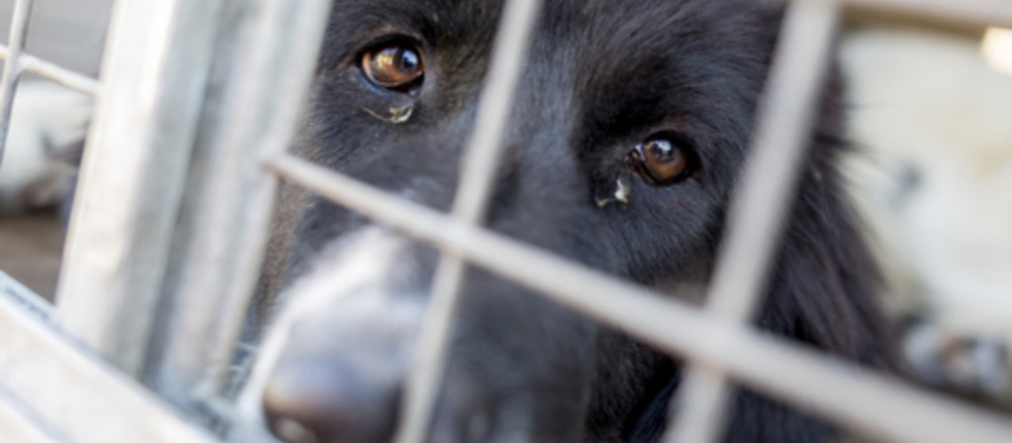 Dom ni samoumeven - življenje med čakanjem